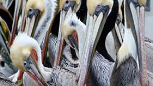 Brown Pelicans