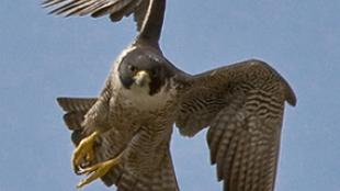 Peregrine Falcon in Flight