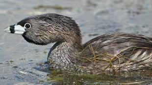 Pied-billed Grebe