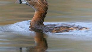 Pied-billed Grebe
