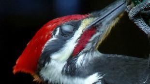 Pileated Woodpecker showing nictitating membrane