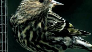 Pine Siskin at bird feeder