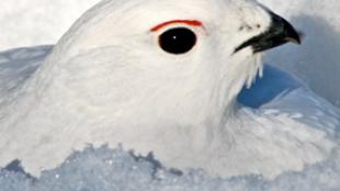 Ptarmigan in snow