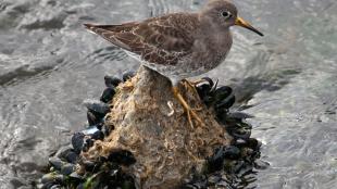 Purple Sandpiper