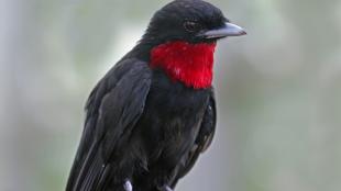 Purple-throated Fruitcrow