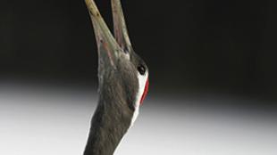 Red-crowned Crane