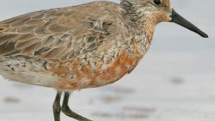 Red Knot