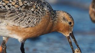 Red Knot Foraging