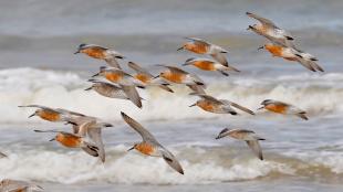 Flocking Red Knots