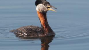  Red-necked Grebe