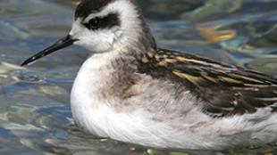Red-necked Phalarope