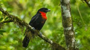 Red-ruffed Fruitcrow