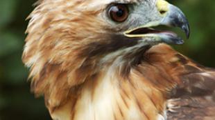 Red-Tailed Hawk