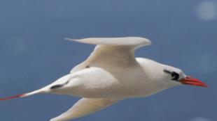 Red-tailed Tropicbird