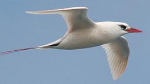 Red-tailed Tropicbird