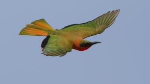 Red-throated Bee-eater