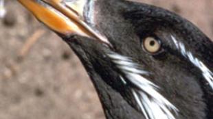 Rhinoceros Auklet