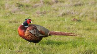 Ring-necked Pheasant