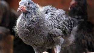 Juvenile Rock Pigeon