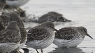 Rock Sandpipers