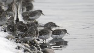 Rock Sandpipers