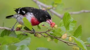 Rose-breasted Grosbeak feeding on a fruiting branch