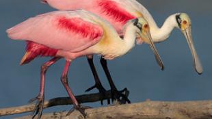 Roseate Spoonbills