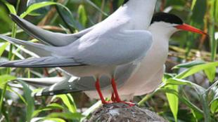 Roseate Tern