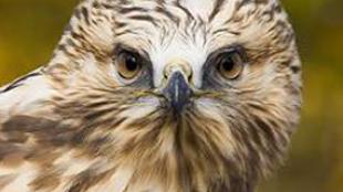 Rough-legged Hawk