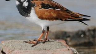 Ruddy Turnstone