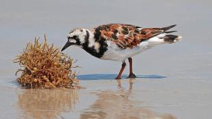 Ruddy Turnstone foraging