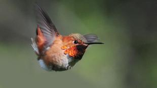 Rufous Hummingbird hovering