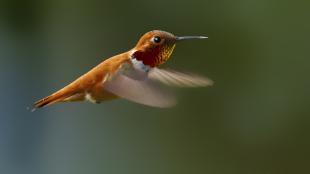 Rufous Hummingbird hovering