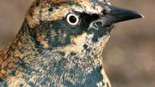 Rusty Blackbird