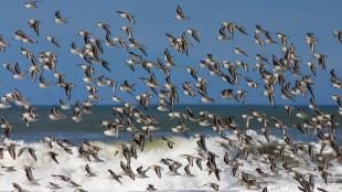 Sanderlings in flight