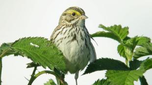 Savannah Sparrow