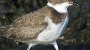 Semipalmated Plover