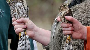 A side-by-side view of two Sharp-shinned hawks held by a white hand. The larger bird on the left is a female and the smaller bird on the right is a male.