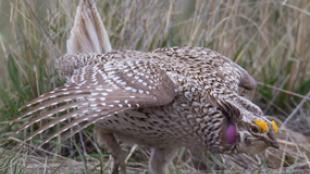 Sharp-tailed Grouse