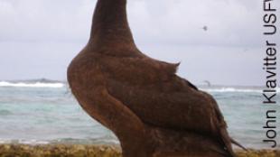 Short-tailed Albatross