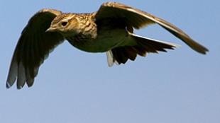 Skylark