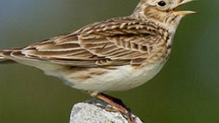 skylark