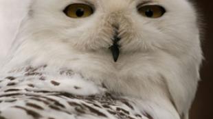 Snowy Owl