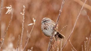 Song Sparrow