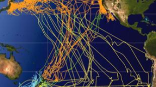 Sooty Shearwater Migrations