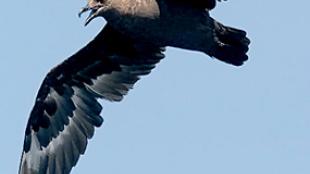 South Polar Skuas