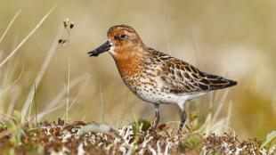 Spoon-billed Sandpipers on wetland