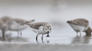 Spoon-billed Sandpipers foraging on mudflat