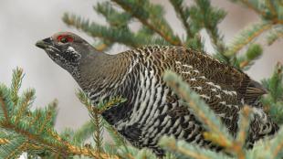 Spruce Grouse