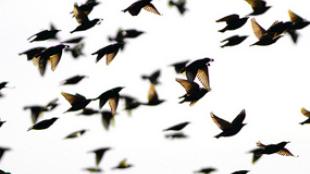 Starling Flock